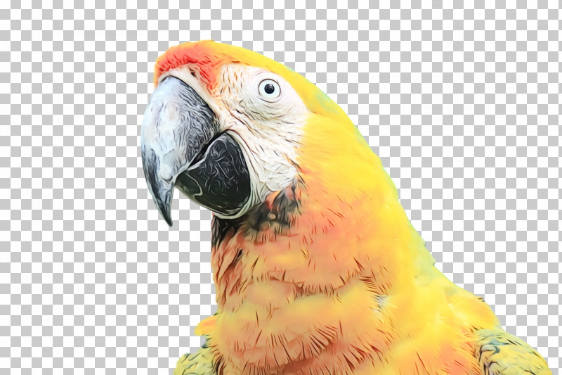 Macaw Parakeet Beak PNG, Clipart, Beak, Macaw, Paint, Parakeet, Watercolor Free PNG Download
