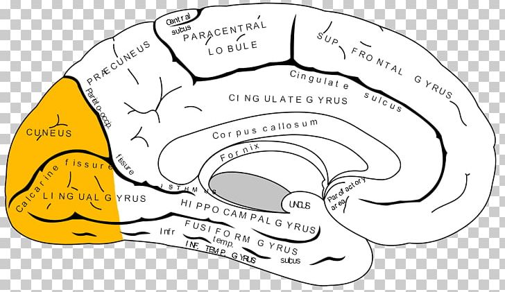 Anterior Cingulate Cortex Cerebral Cortex Prefrontal Cortex Brain PNG, Clipart, Amygdala, Angle, Anterior Cingulate Cortex, Area, Brain Free PNG Download