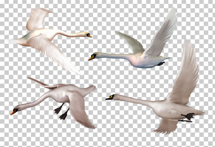 Bird Black Swan Whooper Swan PNG, Clipart, Adobe Illustrator, Beak, Bird, Black Swan, Crane Free PNG Download
