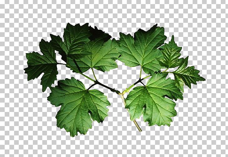 Branch Leaf Tree Twig Photography PNG, Clipart, Branch, Grape Leaves, Leaf, Nature, Photography Free PNG Download