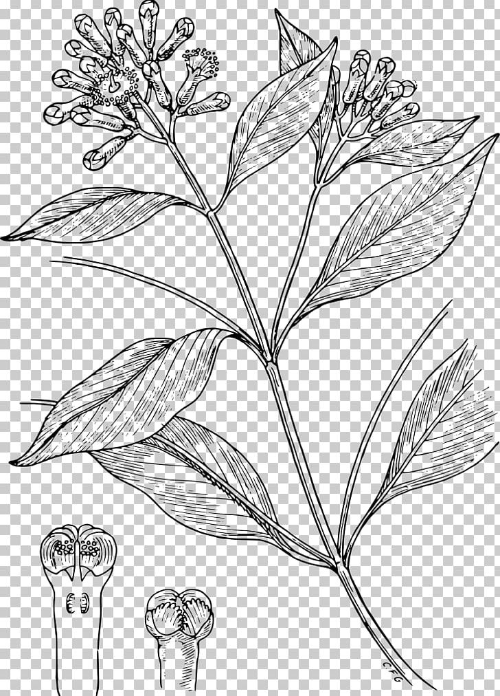 Clove Spice Condiment Drawing Line Art PNG, Clipart, Black And White, Branch, Clove, Condiment, Drawing Free PNG Download