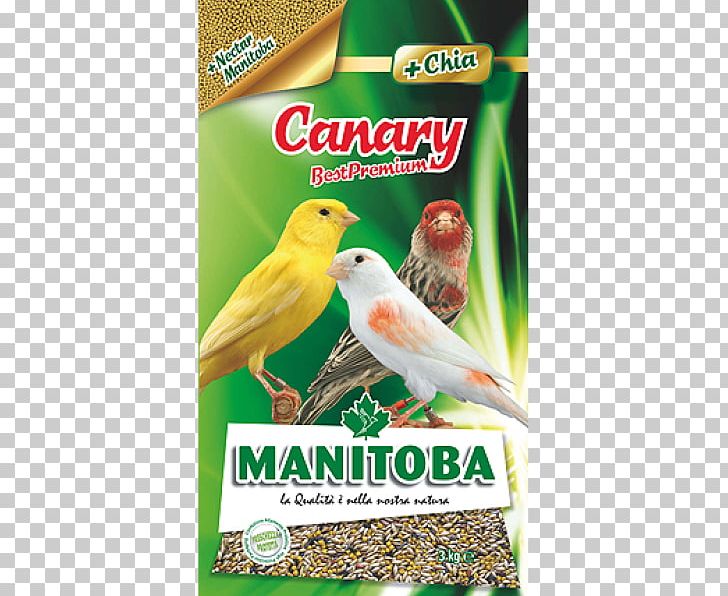 Domestic Canary Lovebird Parrot Manitoba PNG, Clipart, Advertising, Animals, Atlantic Canary, Aviary, Beak Free PNG Download