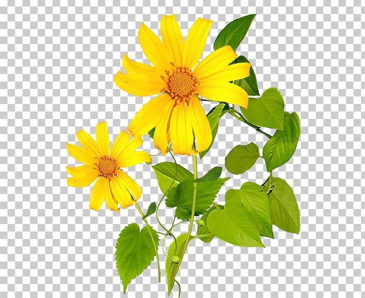 Icon PNG, Clipart, Daisy Family, Encapsulated Postscript, Flower, Flowering Plant, Flowers Free PNG Download