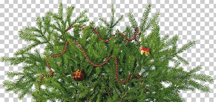 Spruce Fir Christmas Day Christmas Tree Stock Photography PNG, Clipart, Biome, Branch, Christmas Day, Christmas Ornament, Christmas Tree Free PNG Download