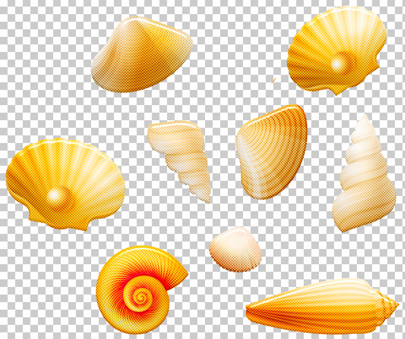 Seashell Cockle Conchology Conch Venerida PNG, Clipart, Beach, Cockle, Conch, Conchology, Nautilidae Free PNG Download