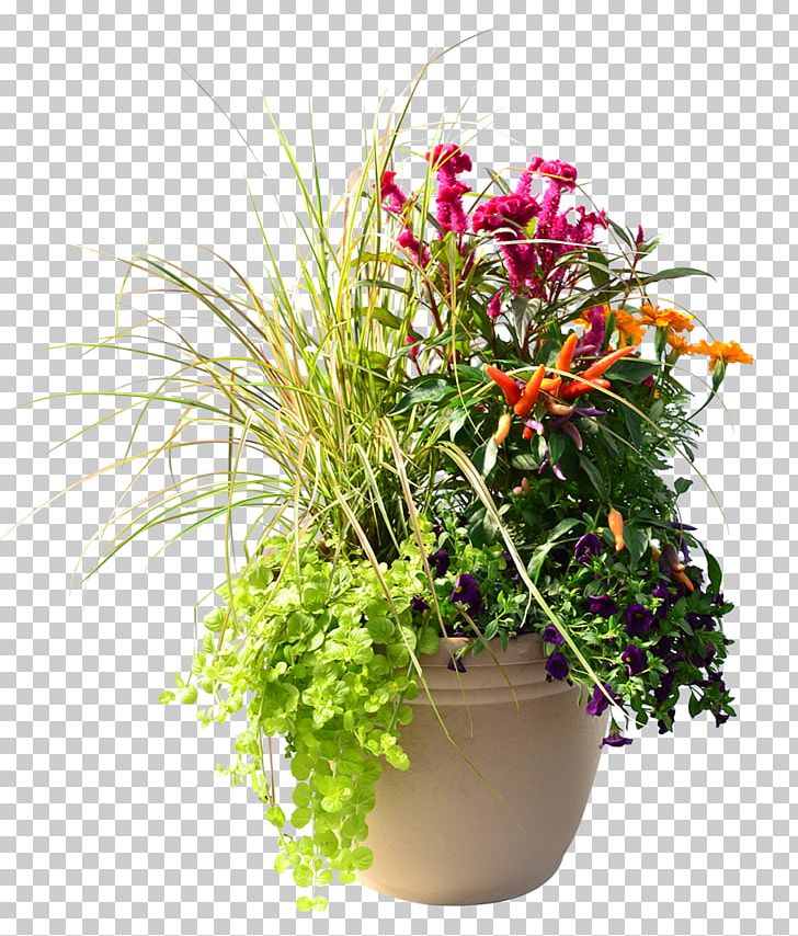 Homestead Gardens Annual Plant Houseplant Cut Flowers PNG, Clipart, Annual Plant, Artificial Flower, Coleus, Cut Flowers, Flora Free PNG Download