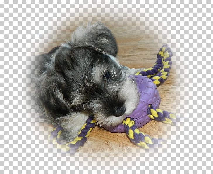 Miniature Schnauzer Schnoodle Morkie Havanese Dog Little Lion Dog PNG, Clipart, Animals, Breed, Carnivoran, Companion Dog, Dog Free PNG Download