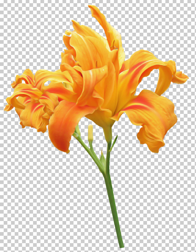Orange Day-lily Orange Lily Plant Stem Flower Tiger Lily PNG, Clipart, Arumlily, Canna, Daylilies, Easter Lily, Edible Canna Free PNG Download