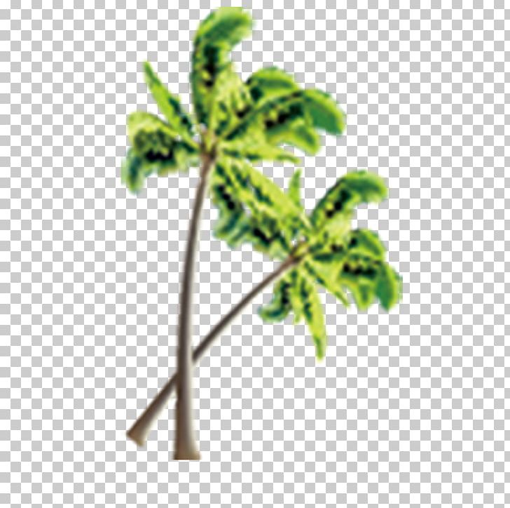 Beach Tree Coconut PNG, Clipart, 1000000, Beach, Beach Tree, Branch, Christmas Tree Free PNG Download