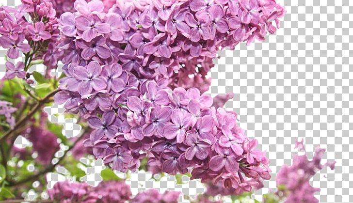 Flower Bouquet Purple Lilac PNG, Clipart, Blossom, Branch, Cherry Blossom, Clove, Floral Design Free PNG Download