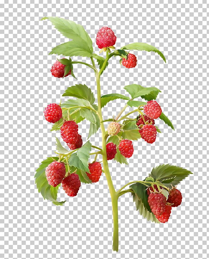 Red Raspberry Fruit Amora Mulberry PNG, Clipart, Amora, Berry, Branch, Drawing, Food Free PNG Download