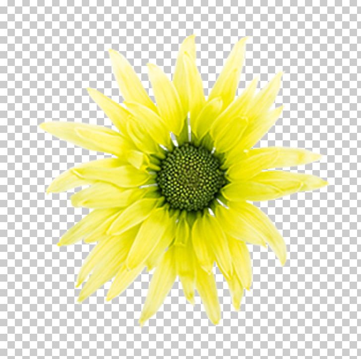Sunflower M Close-up PNG, Clipart, Annual Plant, Closeup, Daisy Family, Flower, Flowering Plant Free PNG Download