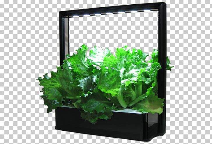 Vegetable Lettuce Herb MINI Cooper Light PNG, Clipart, Aquarium Decor, Cultivar, Edible Flower, Flowerpot, Food Drinks Free PNG Download