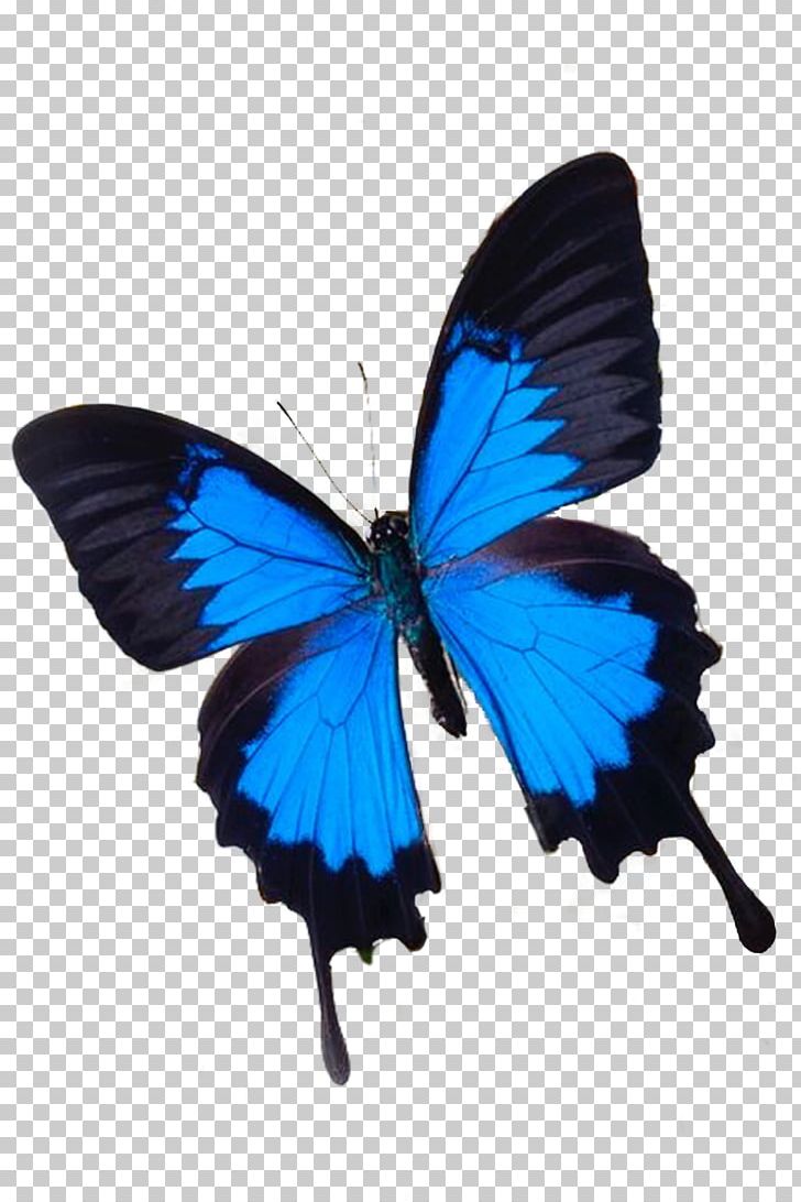 Butterfly Blue White Flower Photography PNG, Clipart, Animal, Arthropod, Brush Footed Butterfly, Butterflies, Butterfly Group Free PNG Download