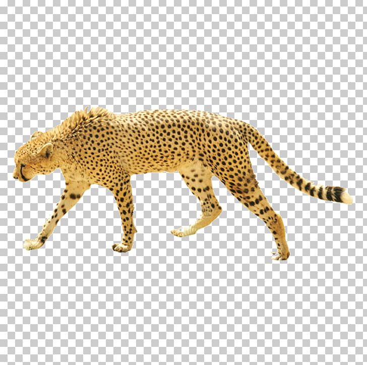 Dog Cheetah Leopard Giraffe Cat PNG, Clipart, Animal, Animals, Big Cats, Carnivoran, Cat Like Mammal Free PNG Download