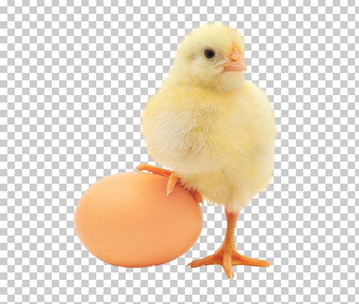 Plymouth Rock Chicken Chicken Or The Egg Organic Food Organic Egg Production PNG, Clipart, Animals, Beak, Bird, Chick, Chicken Free PNG Download