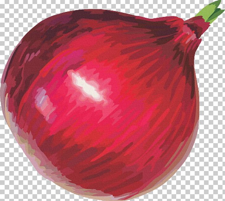 Red Onion Free Content PNG, Clipart, Beet, Beetroot, Copyright, Food, Free Content Free PNG Download