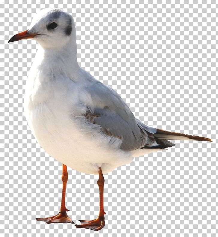 Bird Common Gull Mouette PNG, Clipart, Animals, Beak, Bird, Button, Charadriiformes Free PNG Download