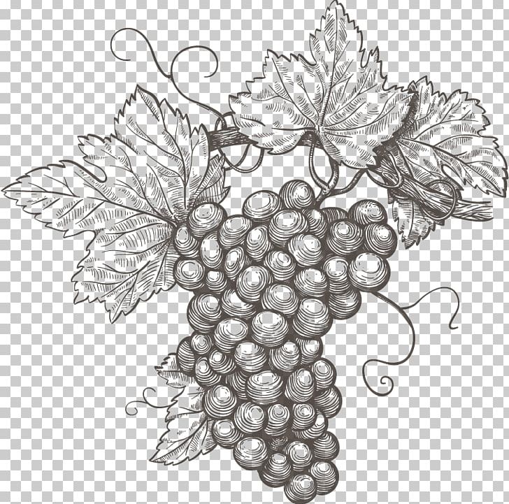 Common Grape Vine Wine Grape Leaves PNG, Clipart, Black And White, Drawing, Etching, Floral Design, Flower Free PNG Download