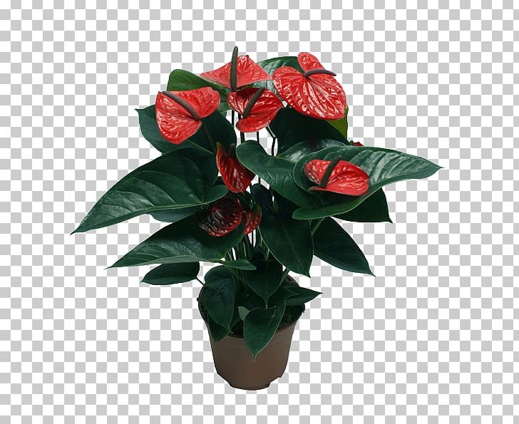 Cut Flowers Houseplant Laceleaf Flowerpot PNG, Clipart, Artificial Flower, Bugatti, Bugatti Veyron, Cut Flowers, Fela Free PNG Download