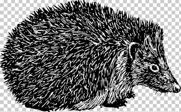 Domesticated Hedgehog Porcupine Black And White Spine PNG, Clipart, Animal, Animals, Black And White, Common, Domain Free PNG Download