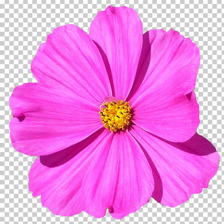 Garden Cosmos Flower Petal PNG, Clipart, Annual Plant, Computer Icons, Cosmos, Cosmos Sulphureus, Cut Flowers Free PNG Download