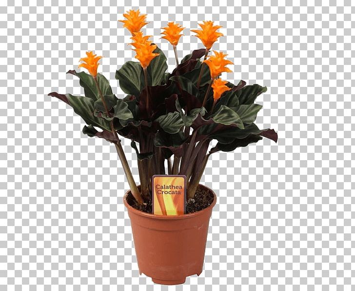 Houseplant Eternal Flame Calatheas Flowerpot PNG, Clipart, Artificial Flower, Bonsai, Cactaceae, Calatheas, Canna Family Free PNG Download