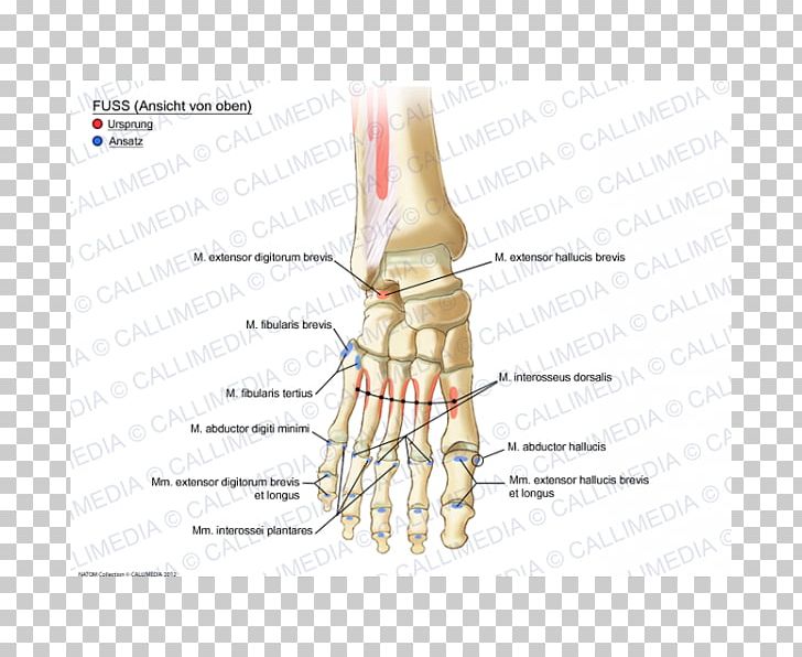 Thumb Muscle Foot Ankle Anatomy PNG, Clipart, Anatomy, Anatomy Of The Human Body, Angle, Ankle, Anterior Tibial Artery Free PNG Download