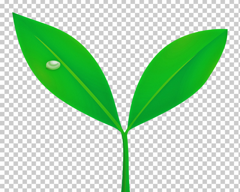 Sprout Bud Seed PNG, Clipart, Bud, Flower, Flush, Green, Leaf Free PNG Download