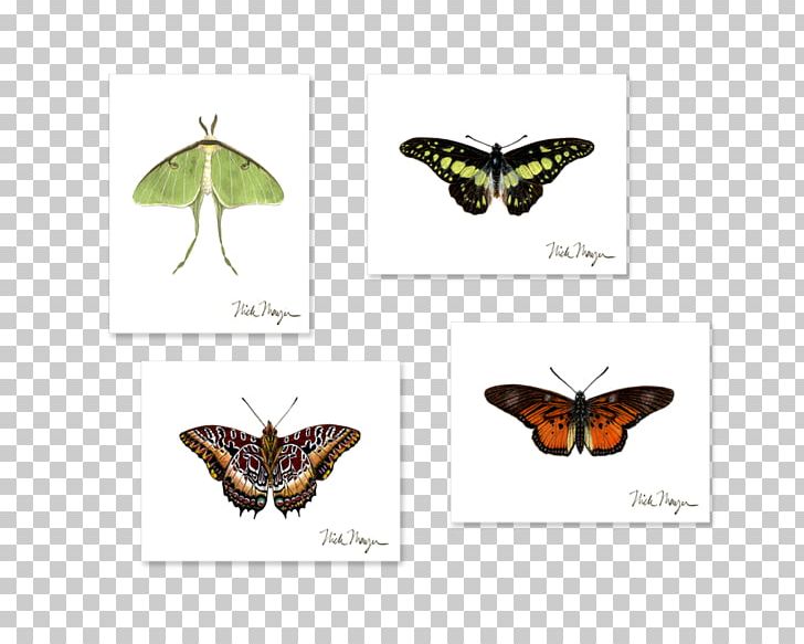 Brush-footed Butterflies Butterfly Boxed Luna Moth PNG, Clipart, Arthropod, Boxedcom, Brush Footed Butterfly, Butterflies And Moths, Butterfly Free PNG Download