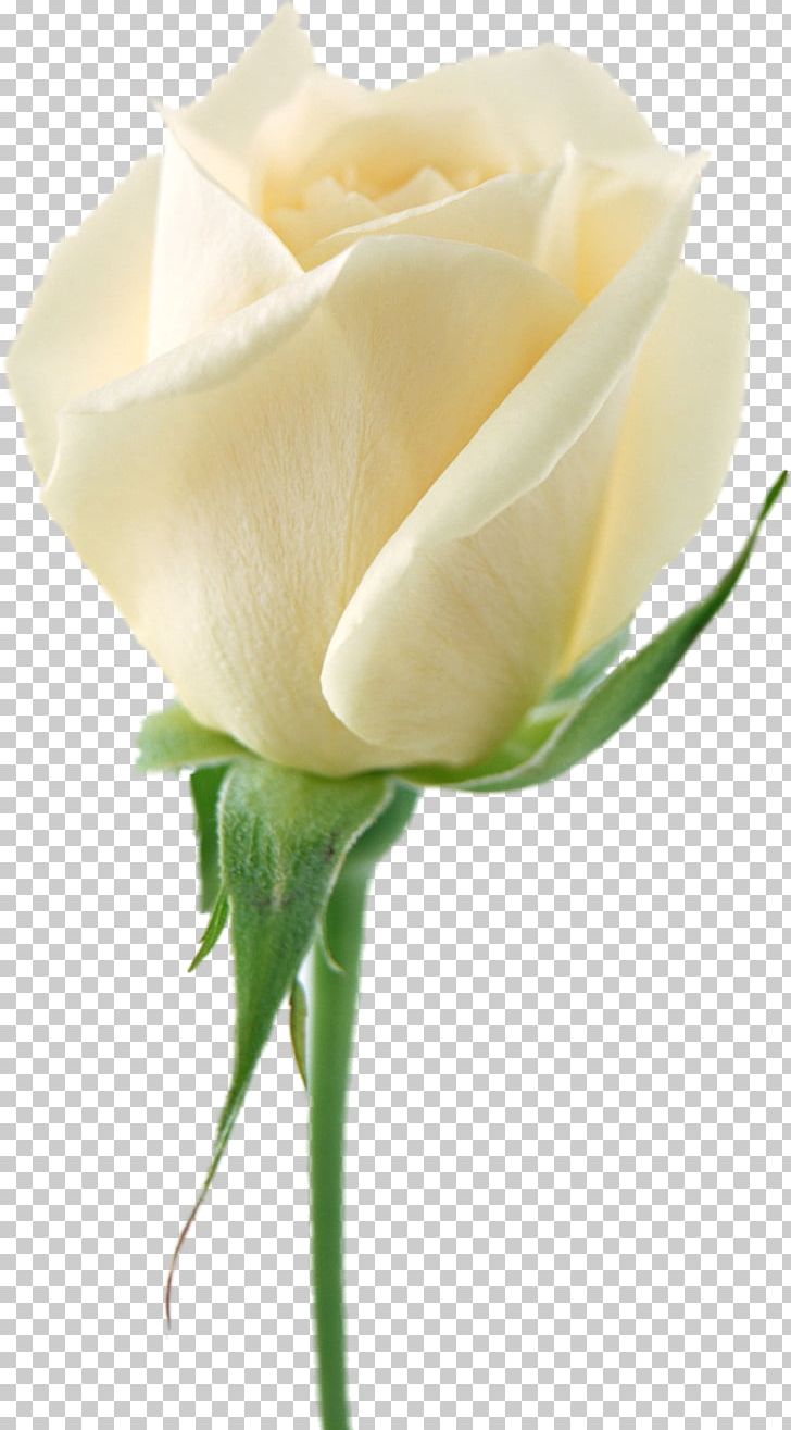 Cut-flower Roses PNG, Clipart, Bud, Closeup, Cutflower Roses, Cut Flowers, Desktop Wallpaper Free PNG Download