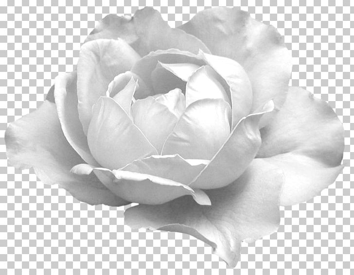 Garden Roses Cabbage Rose Floribunda Flower Petal PNG, Clipart, Black And White, Cicek, Cicek Resimleri, Cut Flowers, Dragon Free PNG Download