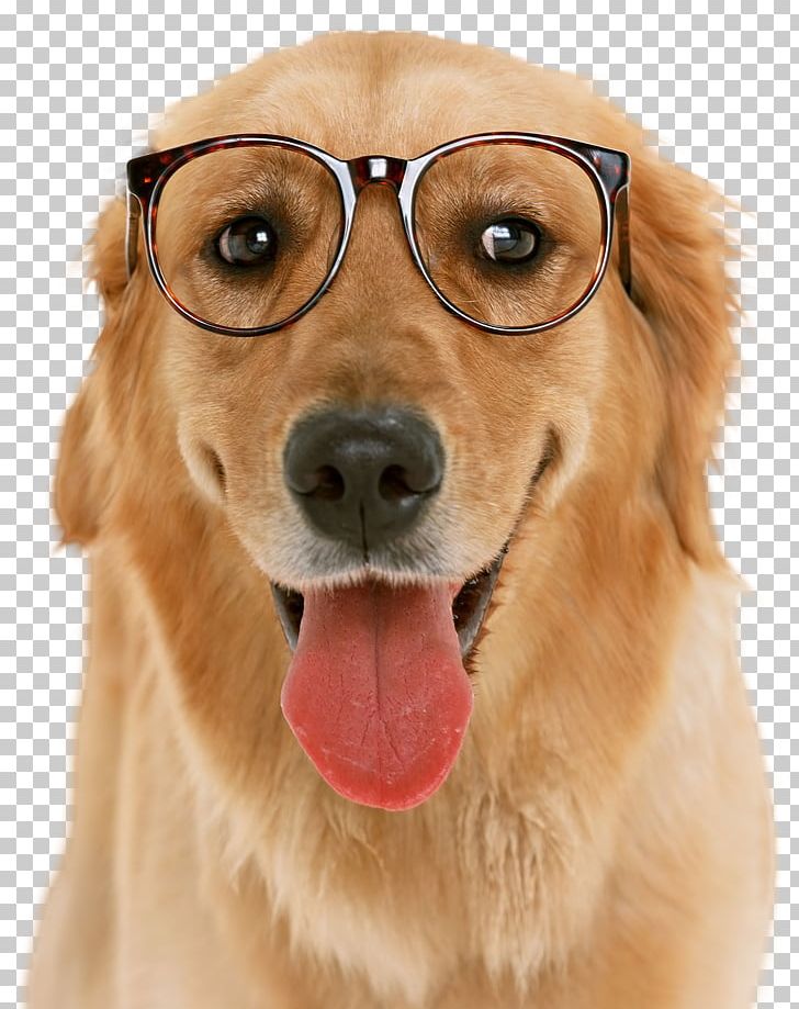 Golden Retriever Puppy American Pit Bull Terrier Dog Breed Bulldog PNG, Clipart, American Pit Bull Terrier, Animals, Bulldog, Canidae, Carnivoran Free PNG Download