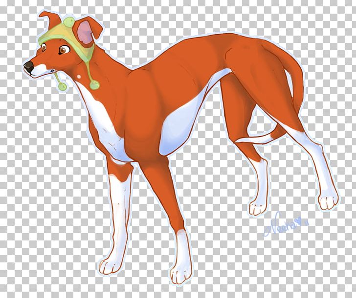 Italian Greyhound Whippet Sloughi Spanish Greyhound PNG, Clipart, Animal Sports, Azawakh, Borzoi, Carnivoran, Dog Free PNG Download