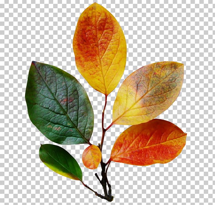 Leaf Blog Autumn PNG, Clipart, Autumn, Autumn Leaf Color, Blog, Branch, Computer Free PNG Download
