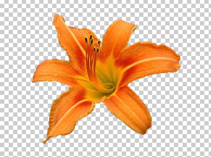 Lilium Bulbiferum Tiger Lily T-shirt PNG, Clipart, Animals, Bear, Call Me, Color, Cotton Free PNG Download