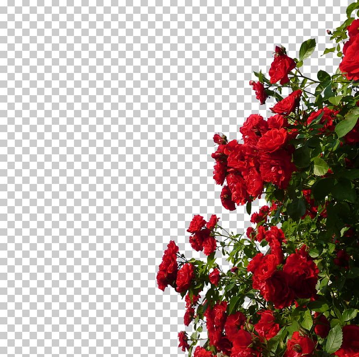 Rose Red Flower PNG, Clipart, Annual Plant, Climbing, Cut Flowers, Download, Floral Design Free PNG Download