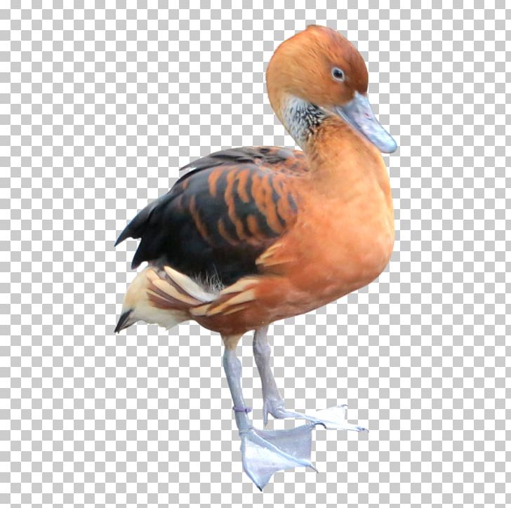 Duck Goose Water Bird Waterfowl PNG, Clipart, Anatidae, Animal, Animals, Anseriformes, Beak Free PNG Download