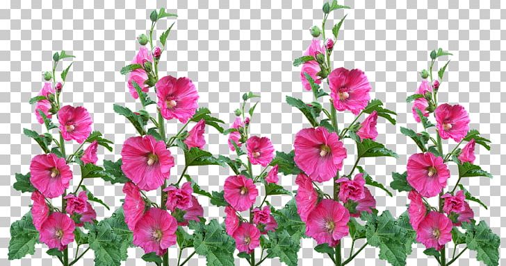 Flower Garden Hollyhock Flower Garden Floral Design PNG, Clipart, Annual Plant, Blume, Cut Flowers, Floral Design, Flower Free PNG Download