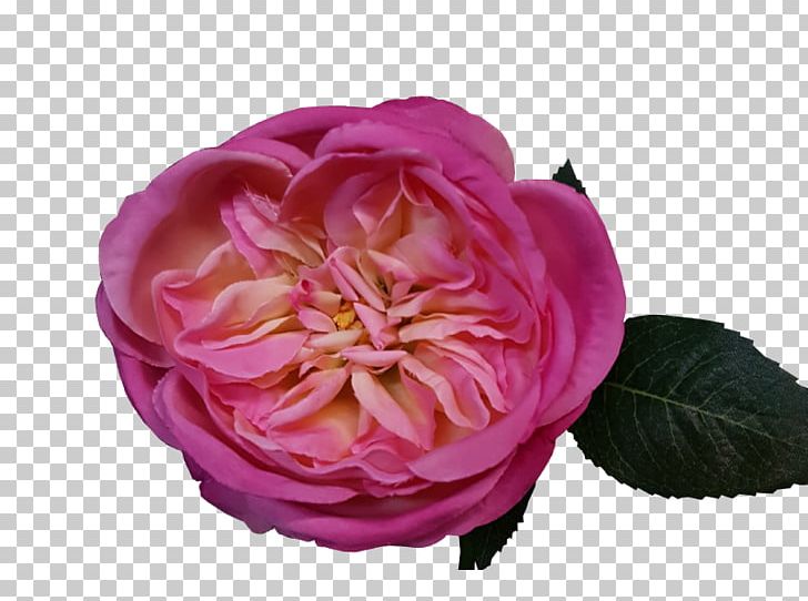 Garden Roses Centifolia Roses Rosa Gallica Floribunda Peony PNG, Clipart, Centifolia Roses, Cut Flowers, Floribunda, Flower, Flowering Plant Free PNG Download