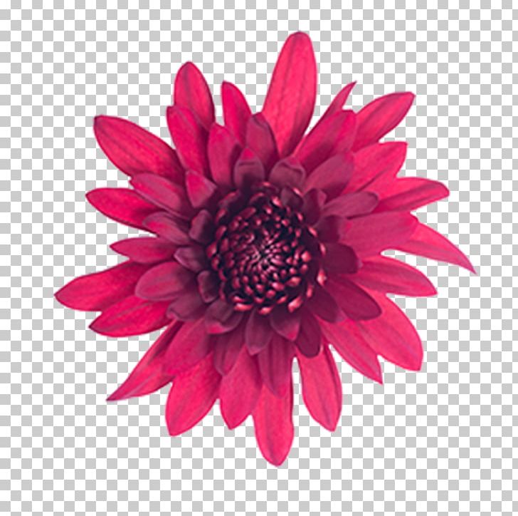 Transvaal Daisy Stock Photography PNG, Clipart, Chrysanthemum, Chrysanths, Cut Flowers, Dahlia, Daisy Family Free PNG Download