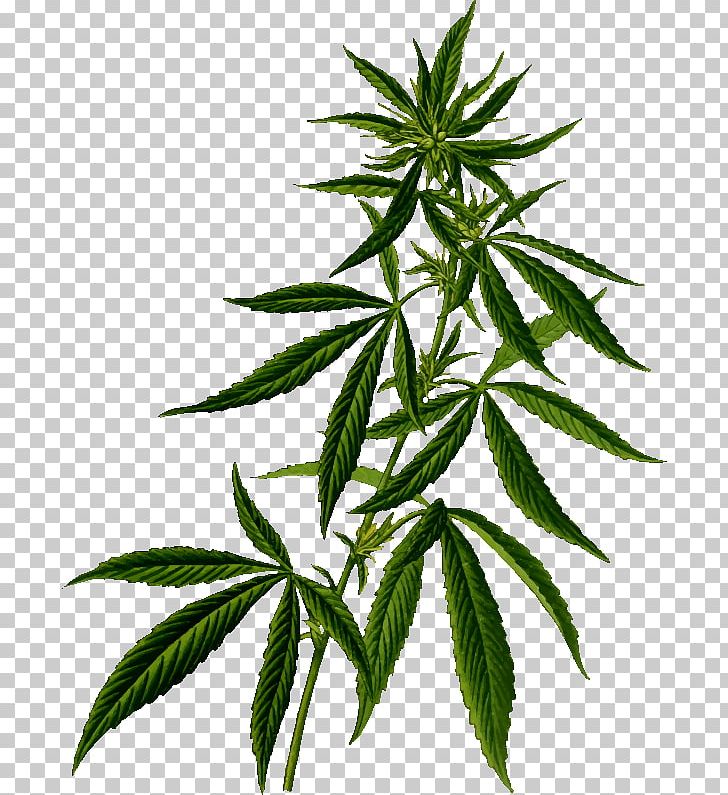 Cannabis Sativa Medical Cannabis Plant PNG, Clipart, 2arachidonoylglycerol, Cannabis, Cannabis In California, Cannabis Sativa, Drawing Free PNG Download