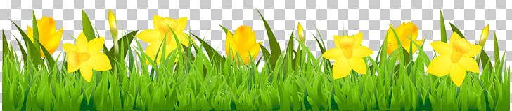Flower Stock Photography Euclidean PNG, Clipart, Clip Art, Commodity, Computer Wallpaper, Daffodil, Encapsulated Postscript Free PNG Download