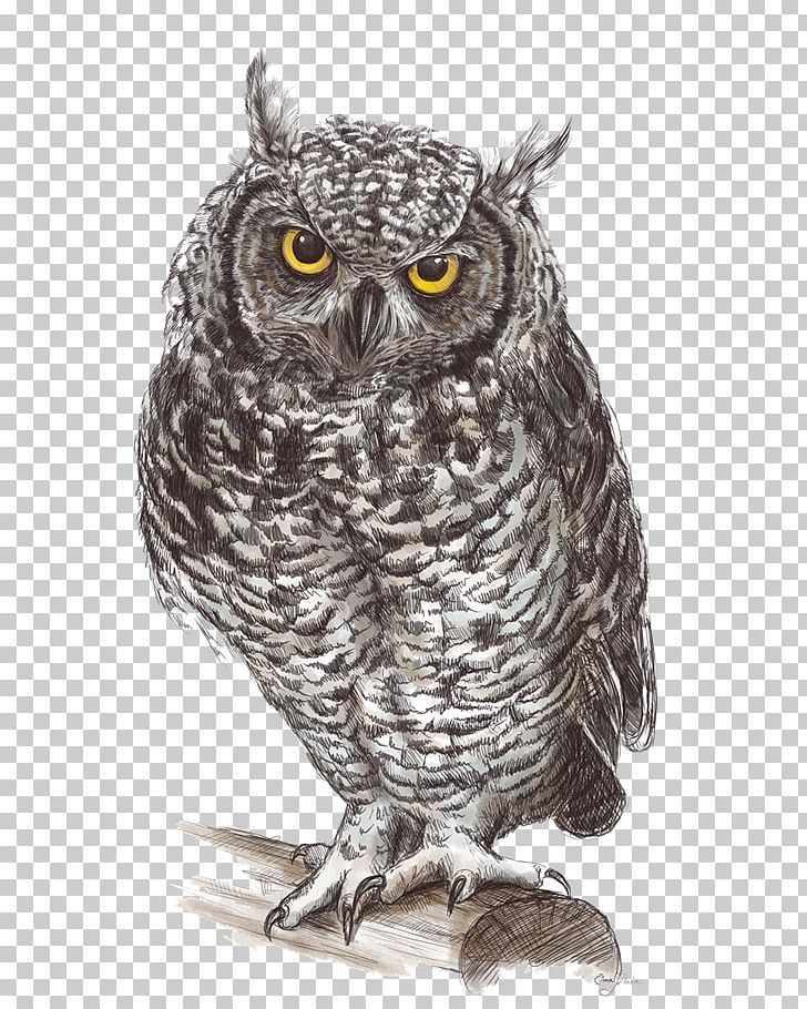 Great Grey Owl Drawing Fauna Illustration PNG, Clipart, Animals, Barred Owl, Beak, Bird, Bird Of Prey Free PNG Download