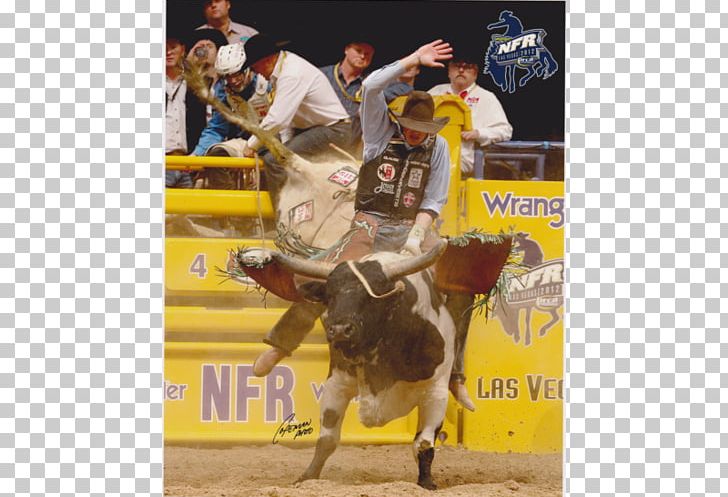 Bull Riding Professional Rodeo Cowboys Association Horse PNG, Clipart, Animals, Bronc Riding, Bucking Bull, Bull, Bull Riding Free PNG Download