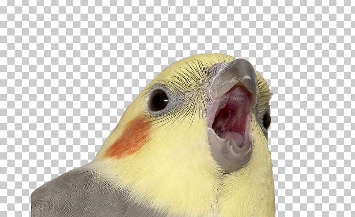 Cockatiel Know Your Meme YouTube 4chan PNG, Clipart, 4chan, Beak, Bird, Closeup, Cockatiel Free PNG Download