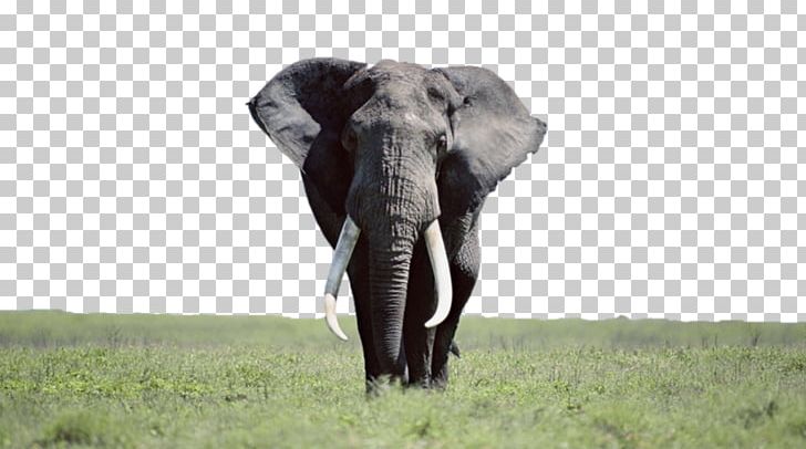 Desktop Elephantidae High-definition Television Laptop Indian Elephant PNG, Clipart, 5k Resolution, 1080p, African Elephant, Asian Elephant, Desktop Computers Free PNG Download