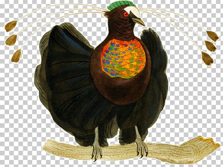 Histoire Naturelle Natural History Fauna Beak PNG, Clipart, Beak, Bird, Bird Of Paradise, Blue Birdofparadise, Chicken Free PNG Download