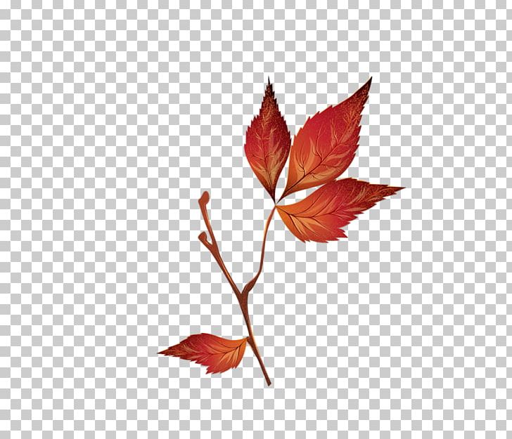 Maple Leaf PNG, Clipart, Autumn, Branch, Deviantart, Download, Flowering Plant Free PNG Download