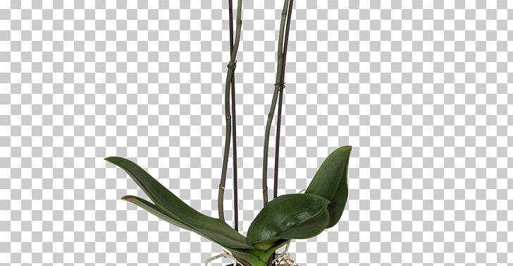 Orchids Flowerpot Plants Light Drainage PNG, Clipart, Balcony Plants, Branch, Brussels, Color, Drainage Free PNG Download